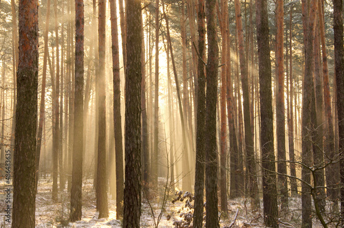 Sosnowy las w mglisty, słoneczny poranek.