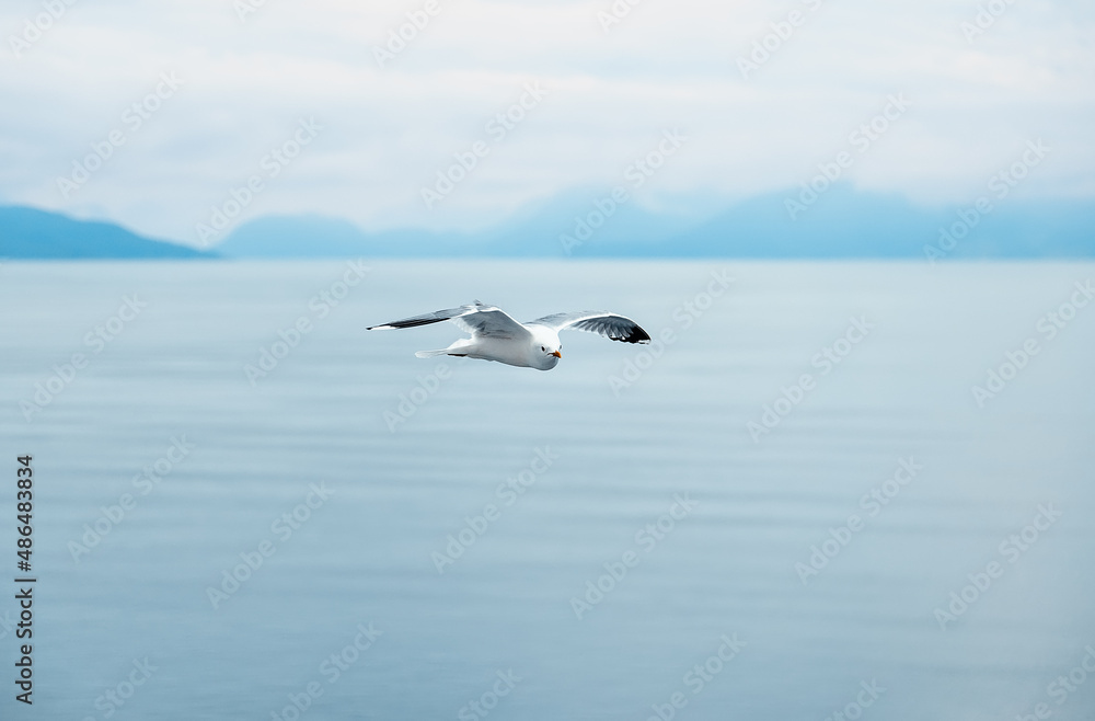 Fototapeta premium seagull flying over water surface