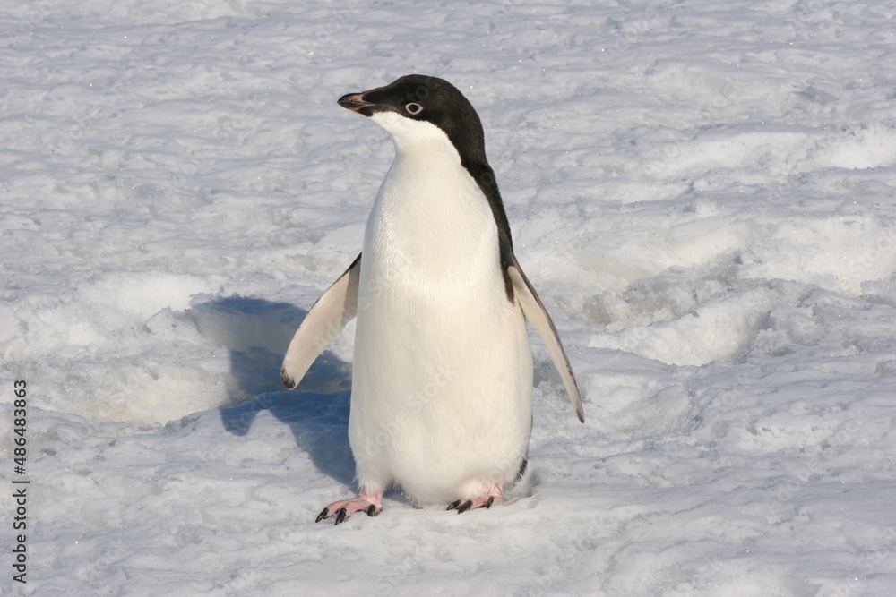 Obraz premium penguins in antarctica