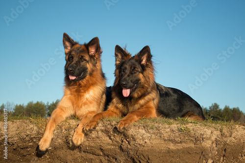 two long-haired German Shepherds on a blue sky background