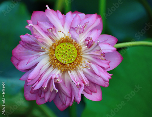 close up of pink dahlia flower