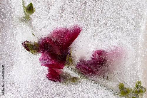 pink flower, flowers in ice, frozen flowers, garden flowers
