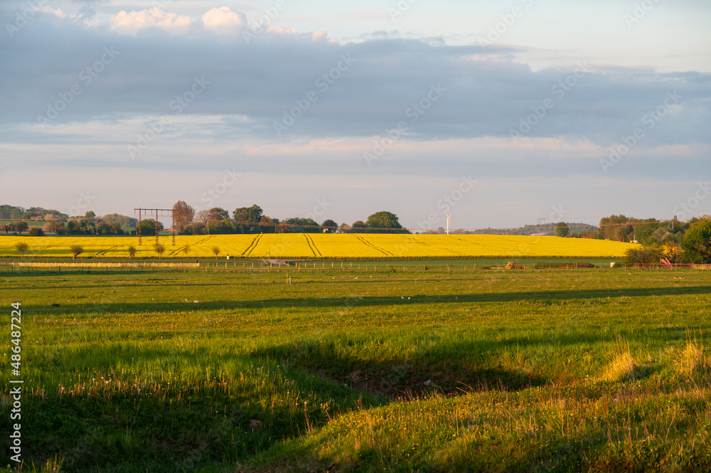 Yellow canola rapeseed flower fields in bloom in the flat farmland landscape of Skåne (Scania) Sweden during spring