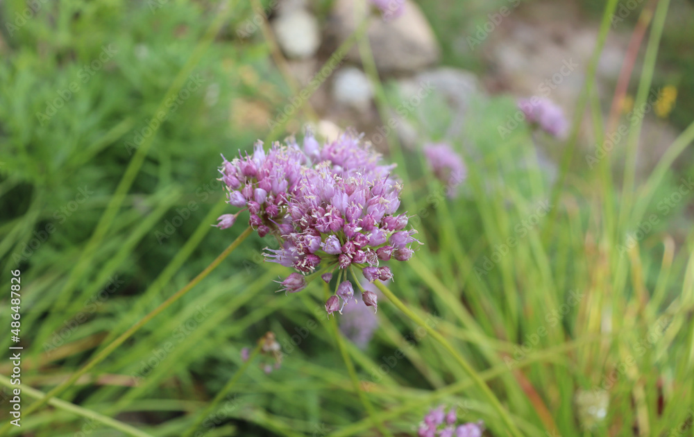 Close up of a Mountain Onion, Allium Lusitanicum. Allium senescens on a sunny day. Medicinal plants, herbs in the garden. Close up of a Mountain Onion, Allium Lusitanicum. Allium senescens on a sunny day. Medicinal plants, herbs in the garden.
