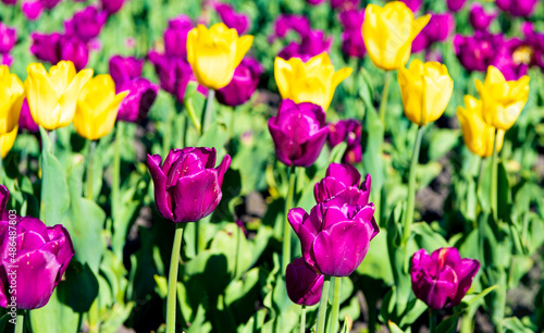 Fototapeta Naklejka Na Ścianę i Meble -  bright tulip flower closeup with bright natural background