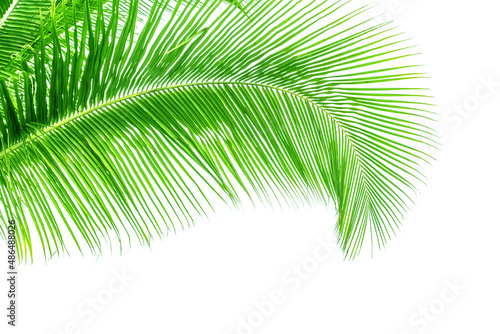 palme Verte sur fond blanc 