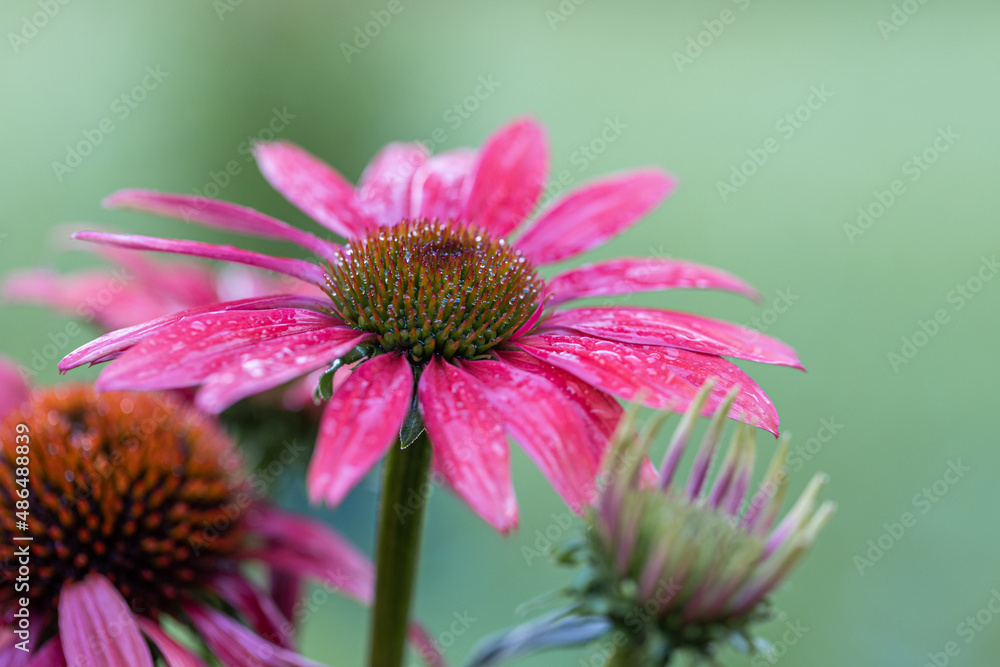Obraz premium Isolated Blooming rose echinacea (rudbeckia) with a natural background. Pink coneflower. Selective focus. Colorful bokeh. Lovely summer and autumn flower blooming in garden. Macro detail photo flower.