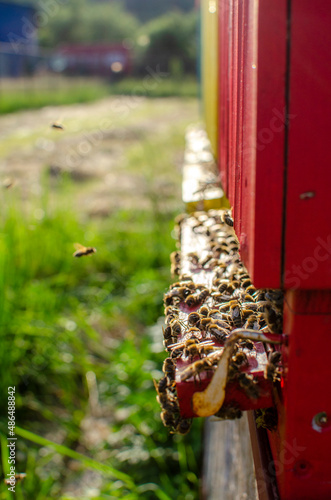 bees flying back to the hive, spring harvest