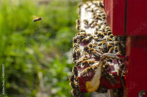 bees flying back to the hive, spring harvest