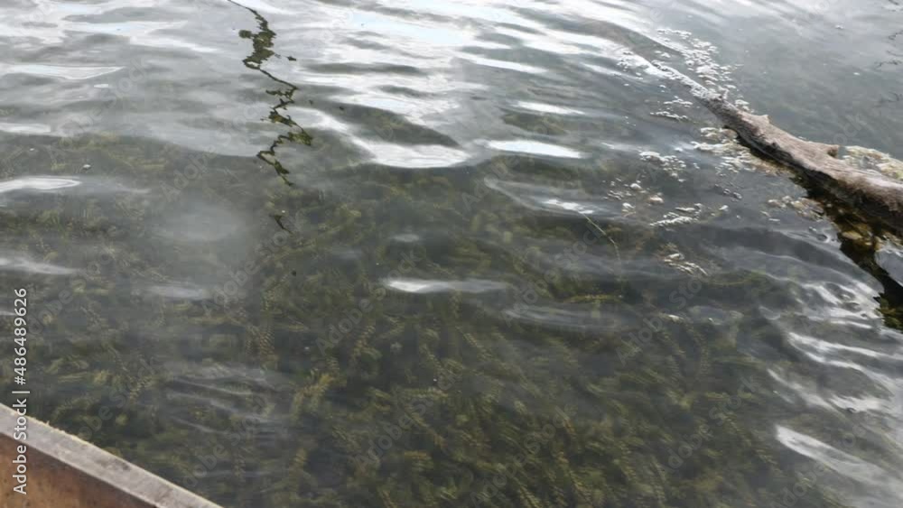 Algae in the water. dense planting of greenery in the lake. Algae and natural sunlight Algae in the water. dense planting of greenery in the lake. Algae and natural sunlight