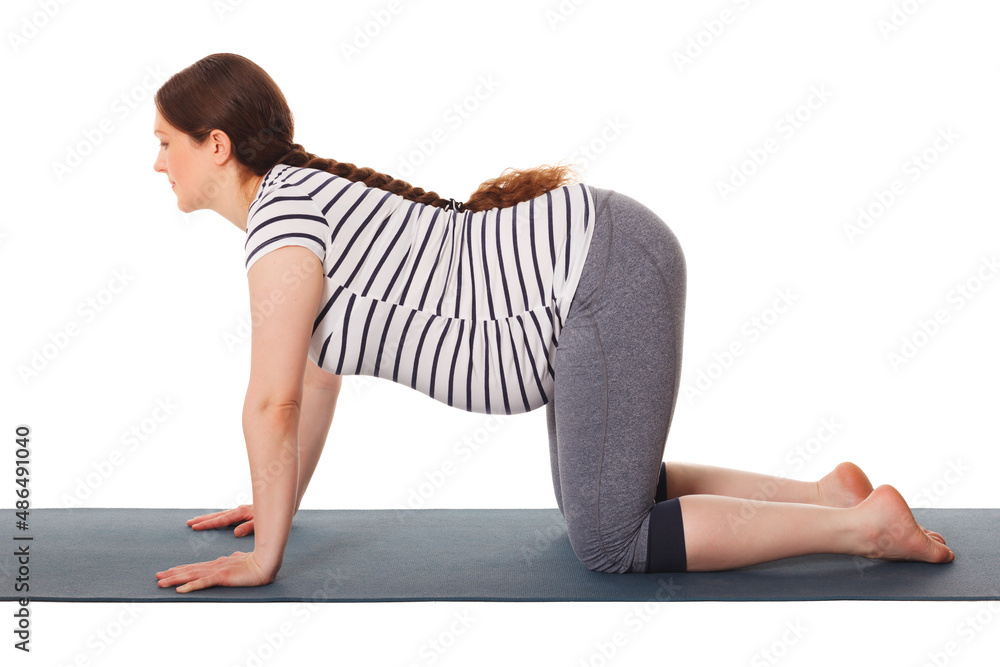 Pregnancy yoga exercise - pregnant woman doing asana cow pose Bitilasana isolated on white background Pregnancy yoga exercise - pregnant woman doing asana cow pose Bitilasana isolated on white background
