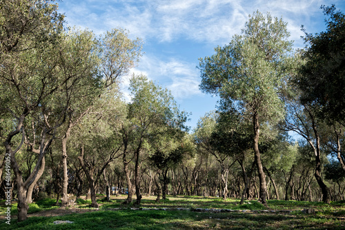 Olive trees against blue sky