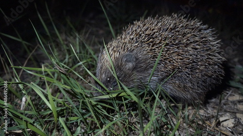 Hedgehog hunting at night