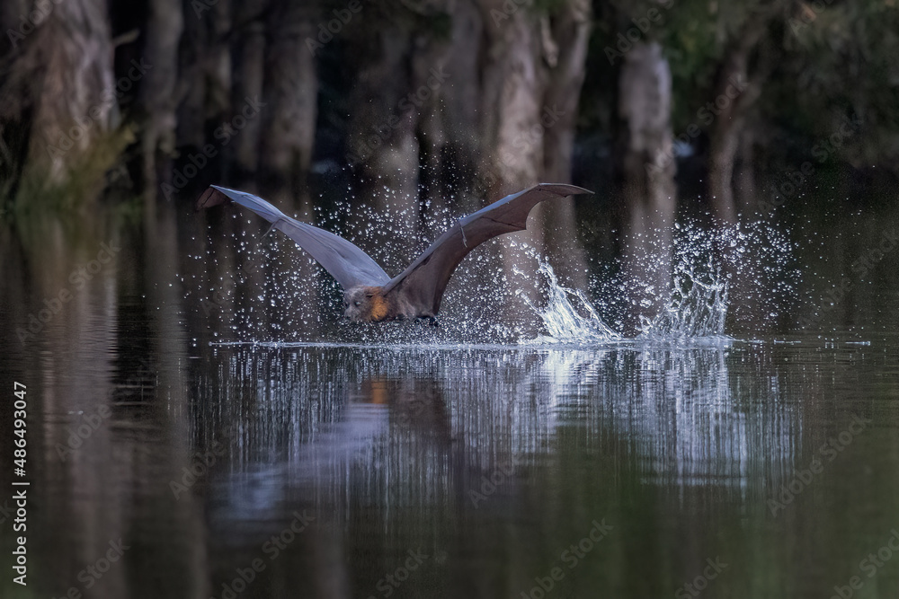 Fototapeta premium Grey-headed flying-fox, Pteropus poliocephalus, just after skimming the surface of a pond, water dripping from its body and the splashing water frozen in motion.