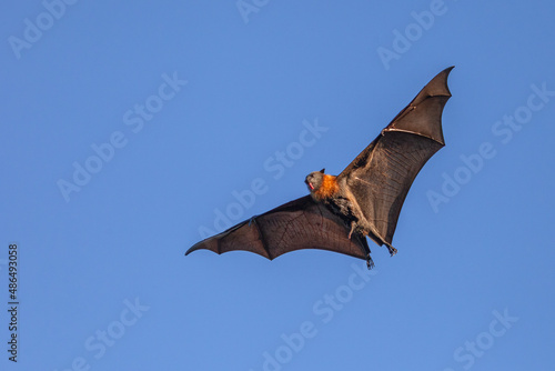 Grey-headed flying-fox, Pteropus poliocephalus, showing excitement as it licks water from its fur just after having skimmed the surface of a pond.