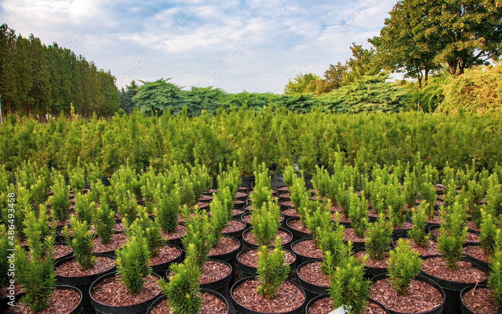 Small thujas in plant nursery
