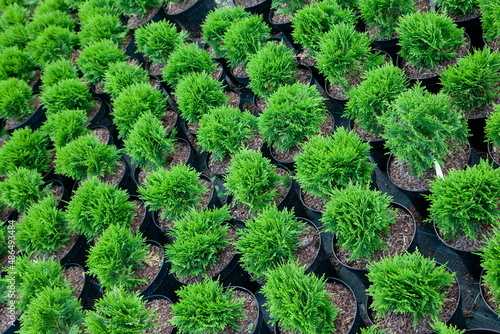 Obraz na płótnie Small thujas in plant nursery w salonie