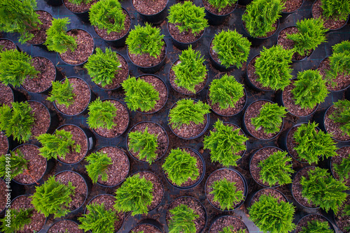 Obraz na płótnie Small thujas in plant nursery w salonie
