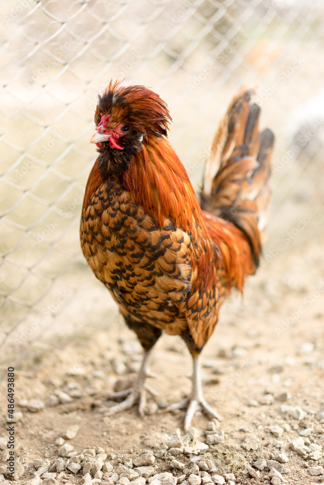 Fototapeta premium foxy Paduane hen