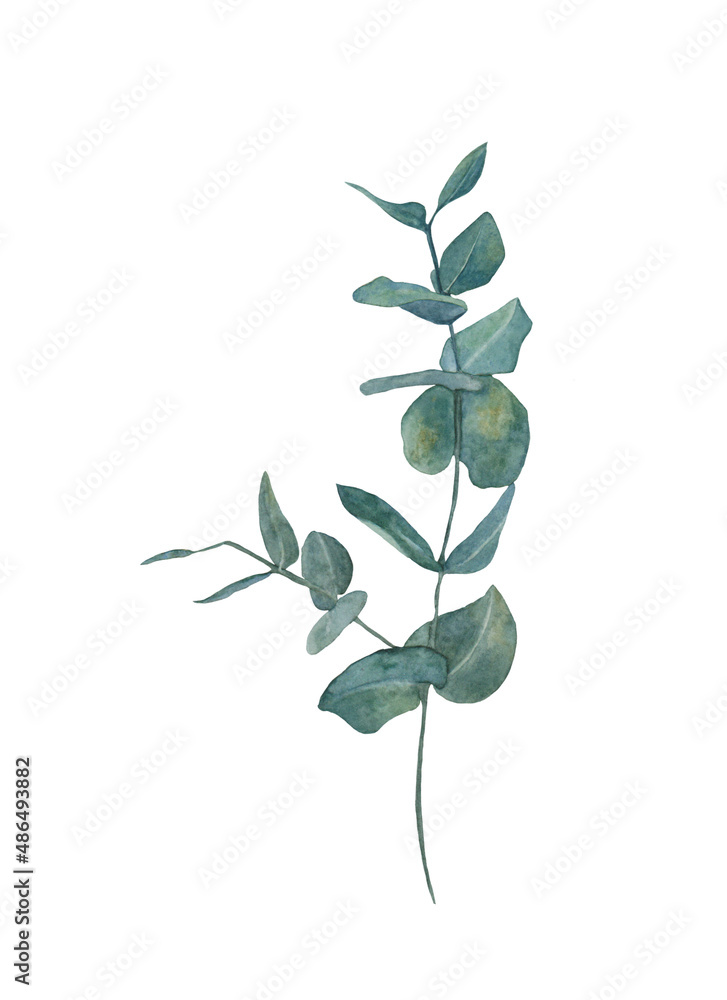Obraz premium eucalyptus art watercolour. Watercolor sprig of eucalyptus. Wedding invitations with eucalyptus. 