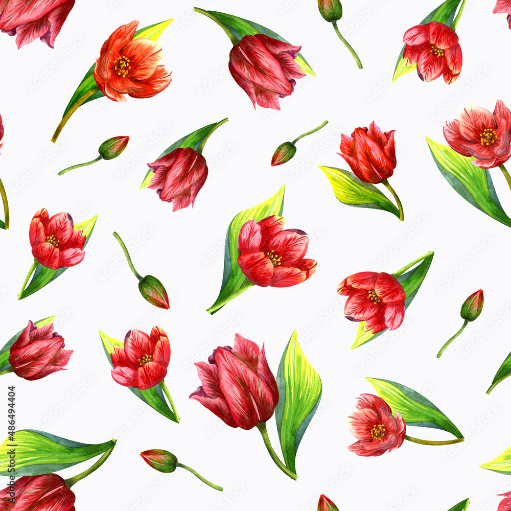 Watercolor tulip, pattren. Bright red flower on a white background. Watercolor tulip, pattren. Bright red flower on a white background.