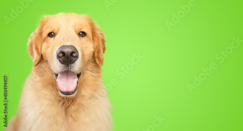 Smiley golden retriever dog looking at the camera 