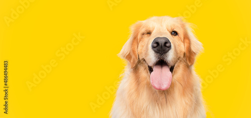 Fotografie, Obraz Funny golden retriever dog blinking eye with mouth open on yellow background