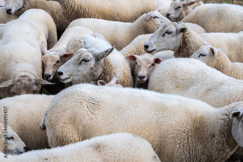 Close-up of a flock of sheep at the North Sea/Germany 