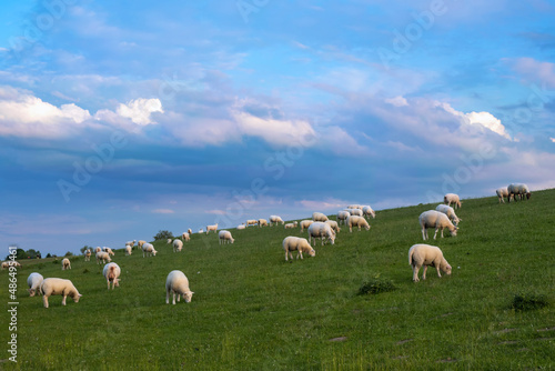 View of a herd of sheep grazing on a dike near Fedderwardersiel/Germany 