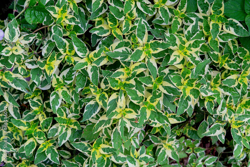 green leaves background green leaves background