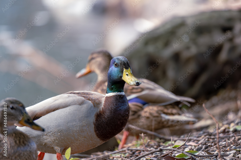 東京都新宿区の公園にいる野鳥 東京都新宿区の公園にいる野鳥