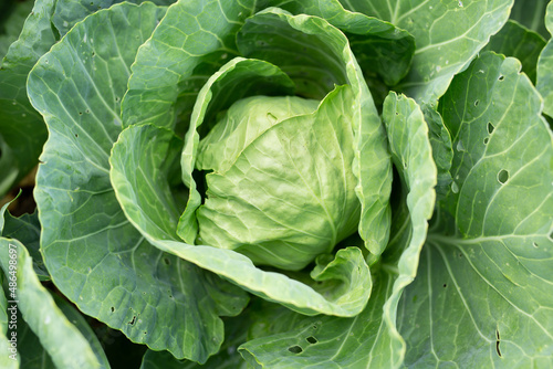 Cabbage grows on a bed in the garden