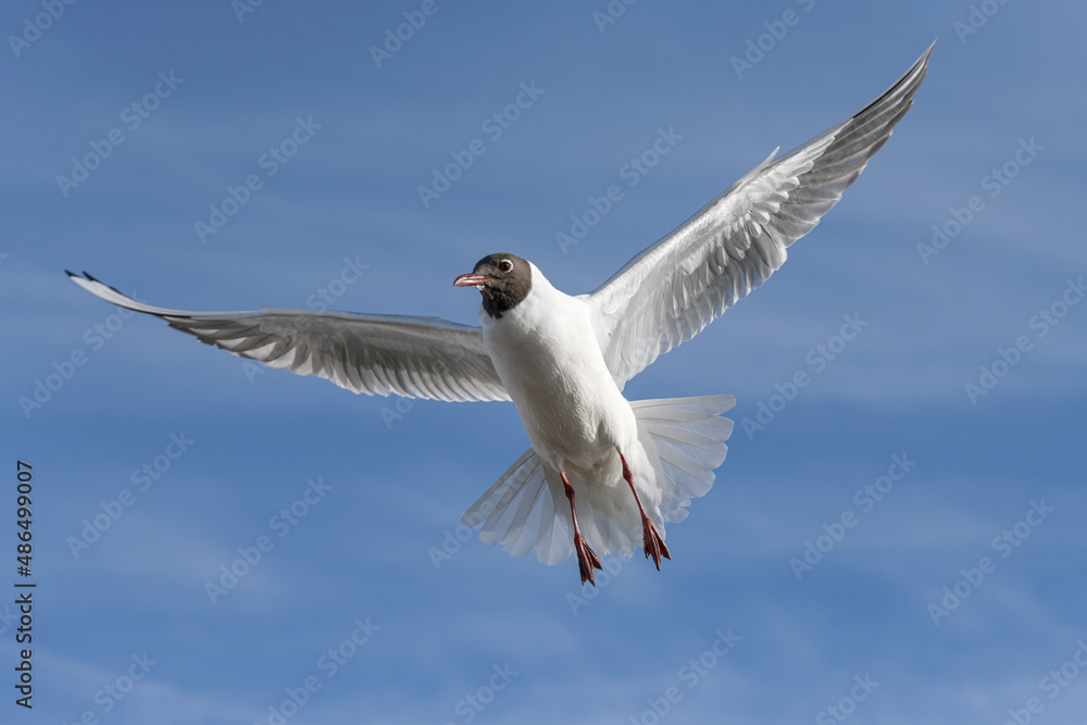 Fototapeta premium Black headed Gull in flight