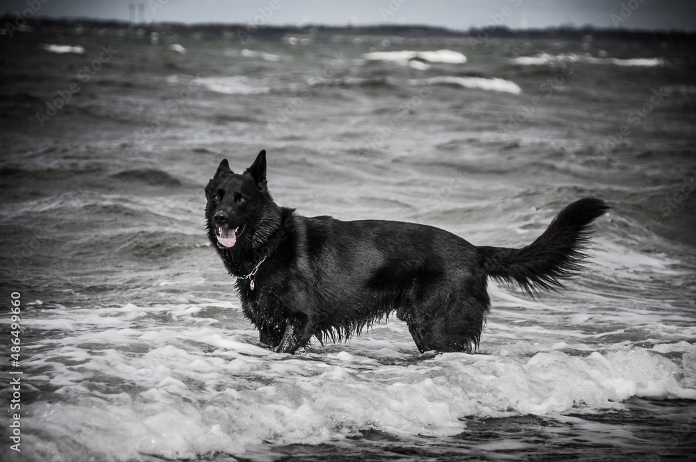 black german shepherd dog on the beach.