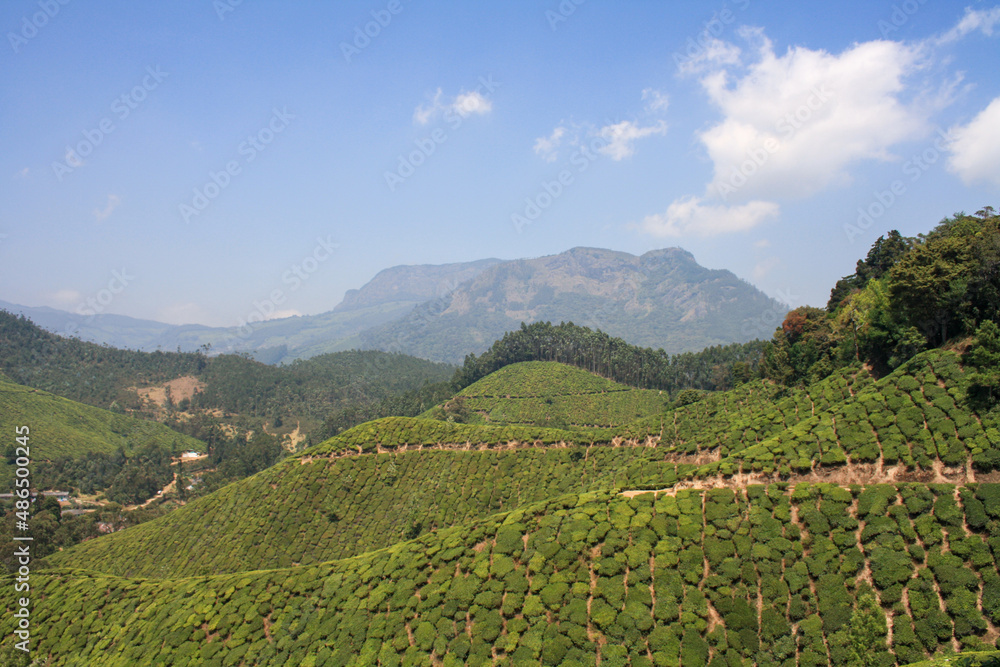 Munnar, India - February 14, 2011: Tea plantation fields in the hills around Munnar village