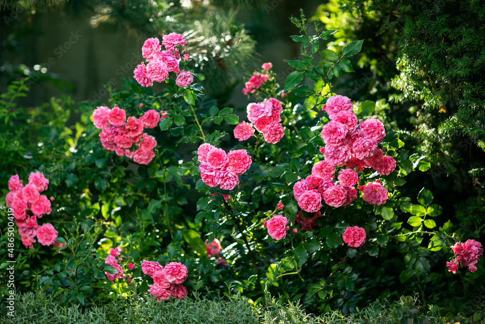 Φωτογραφία Rose flower on background blurry pink roses flower in the garden of roses