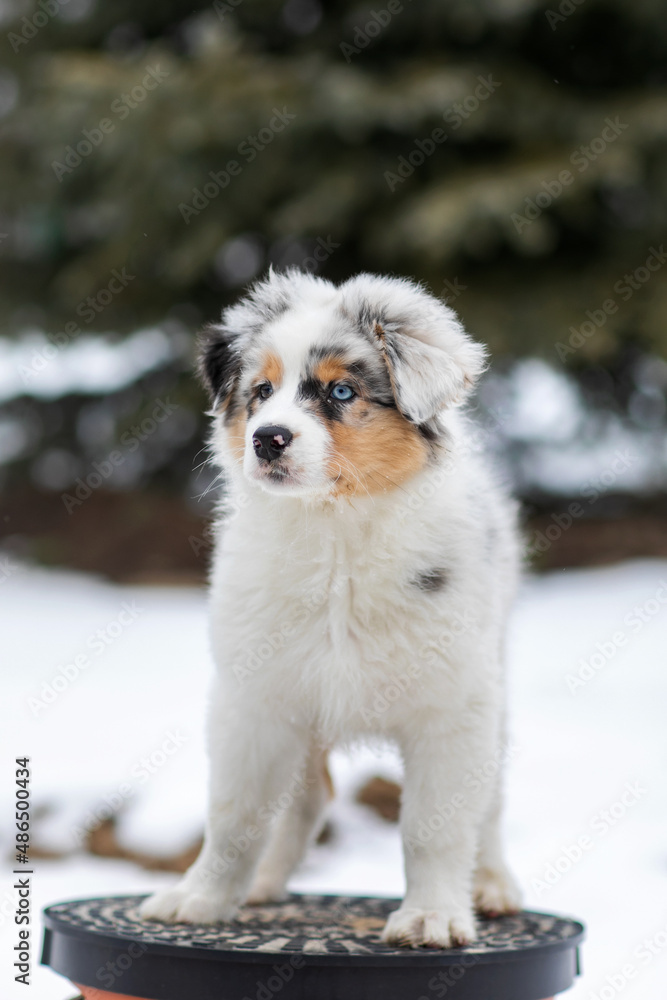 Australian shepherd blue merle puppy playing in the snow