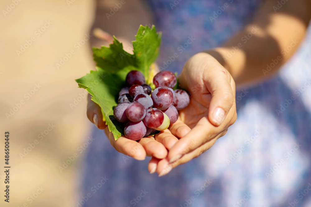 The young woman shows a heap of red grapes harvested by herself in a red grapes vineyard. obiological concept id , organic food and fine wine handmade The young woman shows a heap of red grapes harvested by herself in a red grapes vineyard. obiological concept id , organic food and fine wine handmade
