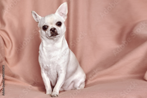 A small dog sits in a chair. Chihuahua looks surprised, ears up. Pet close-up.