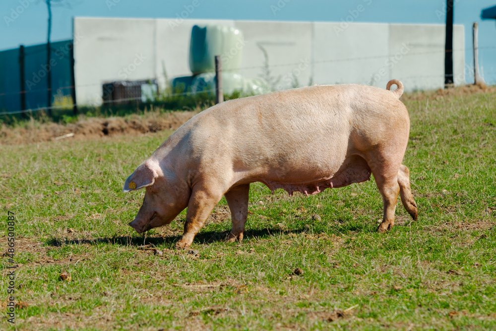 Pig standing on a grass lawn. Bio pig farm Pig standing on a grass lawn. Bio pig farm