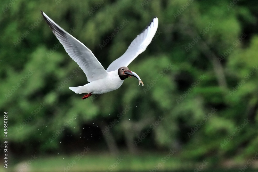 Lachmöwe (Chroicocephalus ridibundus) im Flug mit Fisch im Schnabel. Lachmöwe (Chroicocephalus ridibundus) im Flug mit Fisch im Schnabel.