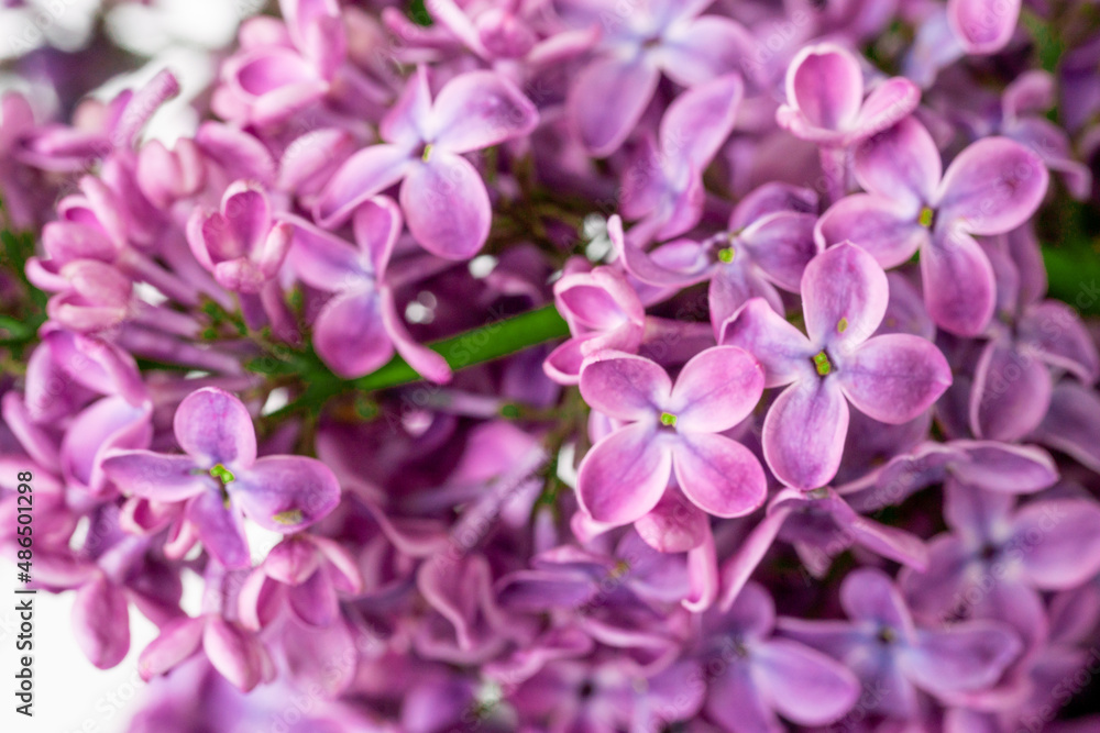 Spring blossom. Blooming lilac bush with tender tiny flower Spring blossom. Blooming lilac bush with tender tiny flower