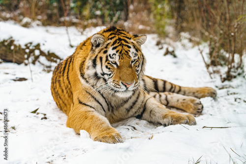 Tiger lying in the snow. Beautiful wild siberian tiger on snow