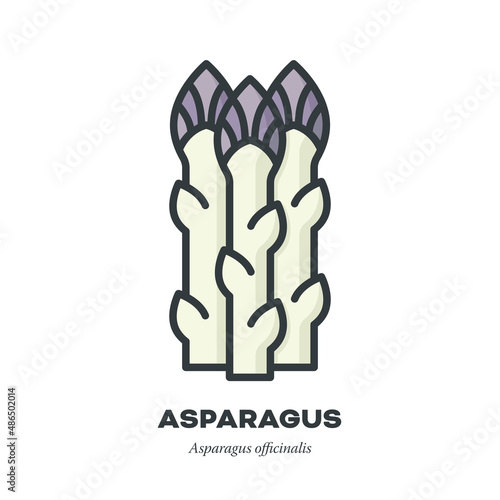 White Asparagus shoots icon, filled outline style vector illustration