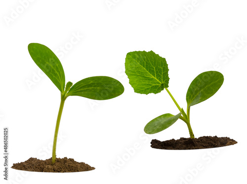 Fotografie closeup green sprout isolated on white background, fresh plant natural backgroun