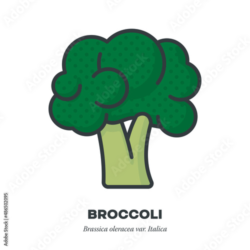 Broccoli cabbage icon, filled outline style vector illustration