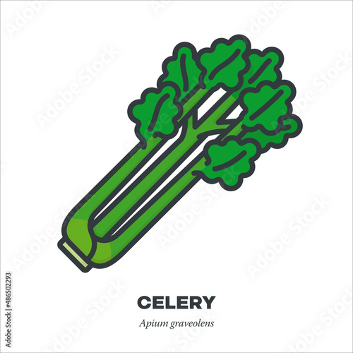 Celery vegetable icon, filled outline style vector illustration