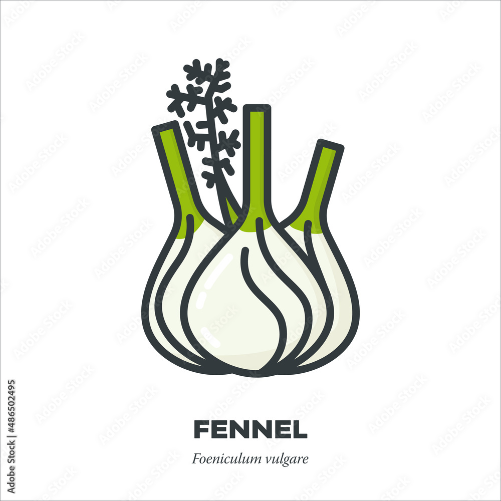 Fennel bulb icon, filled outline style vector illustration Fennel bulb icon, filled outline style vector illustration