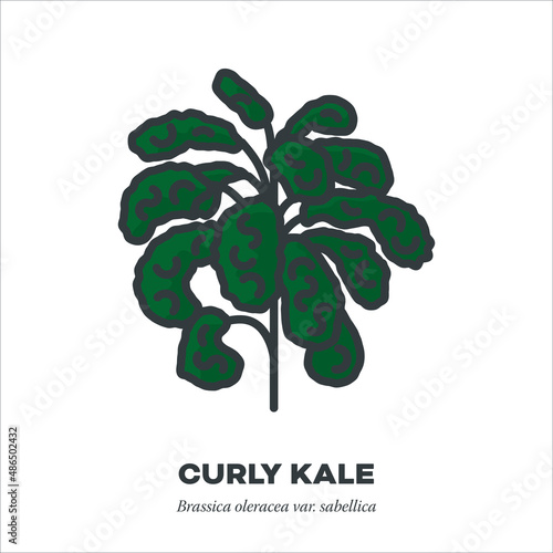 Curly Kale vegetable icon, filled outline style vector illustration