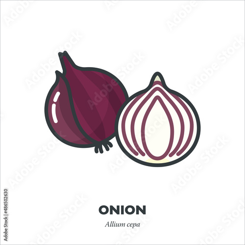 Red Onion icon, filled outline style vector illustration